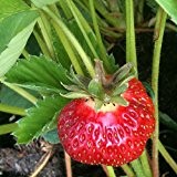 lichtnelke - Erdbeerpflanze / Erdbeere (Frageria vesca) Aroma Auslese Hummi