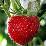 lichtnelke - Erdbeerpflanze Erdbeere 'Senga Sengana' (Fragaria vesca)