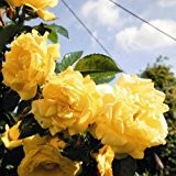 lichtnelke - Kletterrose 'DUKAT' Rose mit reicher Blüte + Blütenduft