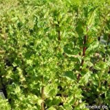 lichtnelke - Krause Minze ( Mentha spicata var. Crispa) Tb9