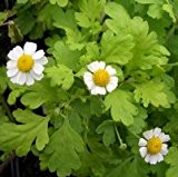 lichtnelke - Mutterkraut (Tanacetum Chrysanthemum parthenium) Falsche Kamille