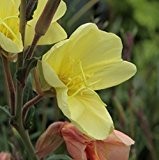lichtnelke - Nachtkerze (Oenothera longifolia 'Lemon Sunset' / 'Apricot Delight')