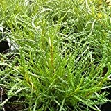 lichtnelke - Olivenkraut (Santolina viridis)