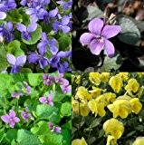 lichtnelke - Stauden-Paket mit 10 Pflanzen Veilchen (Viola)