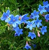 lichtnelke - Steinsame (Lithodora diffusa 'Heavenly Blue')