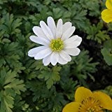 lichtnelke - Strahlenanemone ( Anemone blanda ) White Splendour