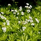 lichtnelke - Waldmeister (Asperula odorata / Galium odoratum )