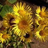 lichtnelke - Weiden-Alant (Inula salicina)