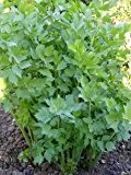 Liebstöckel - Maggikraut - Levisticum officinale - Kräuterpflanze