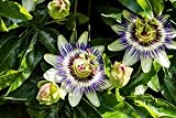 Lila Blaue Passionsblume - Passiflora caerulea - 50-70cm 2 Ltr. Topf