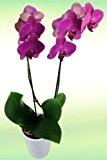 Lila Orchidee mit 2 Trieben - inklusive Keramik-Übertopf!