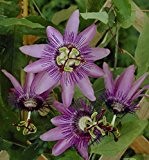 Lila Passionsblume - Passiflora caerulea Lavender Lady - 60-80cm 2 Ltr. Topf
