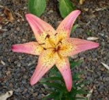 Lilie - Lilium asiatic " Oklahoma "