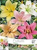Lilie - Lilium asiatic PRACHTMISCHUNG 7 Zwiebeln