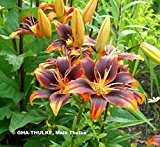 Lilium asiatic - Asiatische Lilie " Forever Susan "