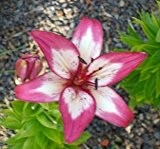 Lilium asiatic - Asiatische Lilie " Lollypop "