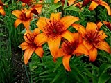 Lilium asiatic - Asiatische Lilie " Orange Pixie "