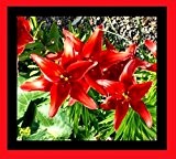 Lilium asiatic - Asiatische Lilie " Original Love "