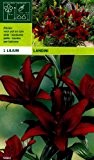 Lilium asiatic - Schwarze Asiatische Lilie Landini