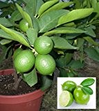 Limettenbaum Citrus aurantifolia 'Lime Verde' ca. 110cm Limonenbaum Limettenbaum