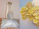 Limonenpilz - BIO Pilzbrut 1 Liter Substrat Pilzzucht Pilze züchten