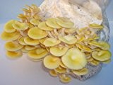 Limonenpilz Pilzzuchtkultur - Pilze selber züchten