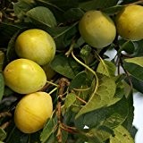Lippische Eierpflaume, robuste gelbe Pflaume als Buschbaum 120-150 cm 10 Liter Topf, St.Julien A