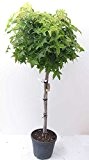 Liquidambar Styraciflua Gum Ball Zwerg-Kugel Amberbaum Halbstamm Kübelpflanze
