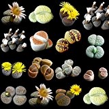 Lithops (Lebenden Steine) Kollektion - 10 Pflanzen