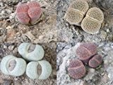 Lithops Samen Mix 50 Samen ***Lebende Steine*** Viele bunte Arten