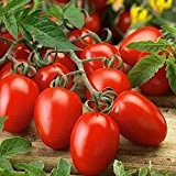 Liveseeds - 10 Samen Rio Grande Tomate - Pilz und zerfallbeständig, sehr produktiv