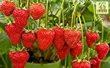 Liveseeds - Erdbeeren-köstlich- 'Versuchung' Korb Typ 30 Feinste Samen-Frucht Garten