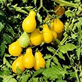 Liveseeds - Gelb, birnenförmige Minitomate - gelbe Birne - gelbe Birne - 20 Samen
