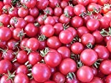 Liveseeds - Kirschtomaten - Tomate - rosa Traube - sehr nachgiebig - süß - 20 Samen