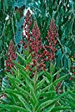 Lobelia Tupa 100 Samen -Winterhart - blutroten tropischen Blumen
