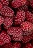 Loganbeere - Rubus loganobaccus - purpurrote Früchte, stachellos
