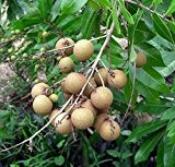Longanbaum Dimocarpus longan Pflanze 20cm essbare süße Früchte wie Litschi