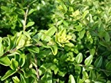 Lonicera nitida 'Maigrün' - Heckenkirsche - 6er Set, jeweils im 0,5 lt. Vierecktopf