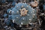 Lophophora williamsii #peyote Mutterpflanze, Gesamtgröße ab 9cm