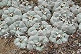 Lophophora williamsii v San Antonio - Peyote - 50 Samen