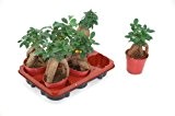 Lorbeer-Feige, Ficus mic. Ginseng, 8cm Topf, 1 Pflanze