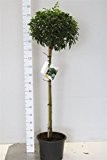 Lorbeer-Kirsche, Stämmchen:150-160cm, Prunus lusitanica, winterhart und immergrün
