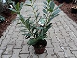 Lorbeerkirsche - Prunus laurocerasus - Caucasica - schnellwüchsiger, immergrüner Sichtschutz - duftende Blüten - 30-40 cm