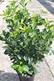 Lorbeerkirsche - Prunus Laurocerasus - Eingetopfte Lorbeerpflanzen - ca. 75 cm hoch