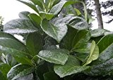 Lorbeerkirsche - Prunus laurocerasus - Etna -R- - Heckenpflanze, Sichtschutz - 30-40 cm