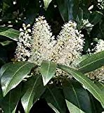 Lorbeerkirsche - Prunus laurocerasus - Herbergii -