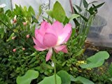 Lotus Pink Nelumbo nucifera 10 Samen