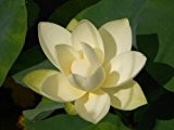 Lotus Weiss Nelumbo nucifera 3 Samen