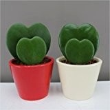 Lovely Valentinstag Geschenk - Romantische Sweetheart in Keramik Topf, - Hoya kerrii - Love Herzförmige Blätter - Einzigartiges und lustigen Geschenk für sie und ihn - Paar oder Single Set ...