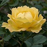 Lovely Yellow Hybrid Tea Rose 'Chinatown' Variety (Bare Root)